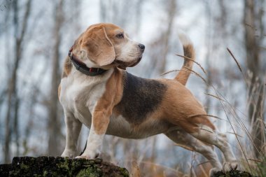 Beagle köpeği sonbahar parkında yürüyüşe çıktı.