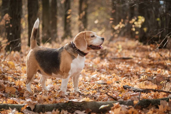 Beagle Hund Beim Spaziergang Herbstpark — Stockfoto