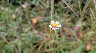 Vahşi Tridax Çiçekleri Kapatma Kaplama Düğmeleri Tridax Daisy Sarı Merkez Beyaz Taç Bitkisel İlaç Doğal İyileştirme ve Eğitim İçin Botanik Bitkisi