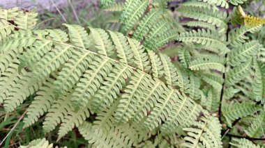 Orman Yolu 'ndaki Vahşi Eğreltiotu Kümesi, Onoclea Hassasiyeti Doğa Tasarımı İçin Dokudan Ayrıldı