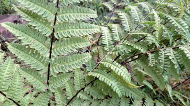 Onoclea Sensibilis Eğreltiotları Wildwood Ormanı 'nda, Doğa Duvarları İçin Yeşil Yapraklar İdeal