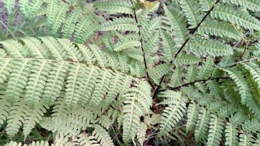Woodland Ormanı 'ndaki Vahşi Hassas Fern Yaprakları' nın (Onoclea Hassasiyeti) Kapanışı, Yeşil Doğa Geçmişi