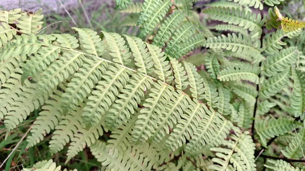 Orman Yolu 'ndaki Vahşi Eğreltiotu Kümesi, Onoclea Hassasiyeti Doğa Tasarımı İçin Dokudan Ayrıldı