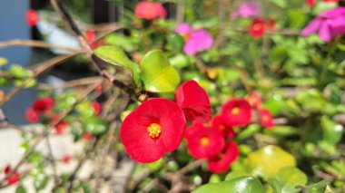 Güzel Kırmızı Euphorbia Milii 'nin (Dikenli Taç) yakın çekimi
