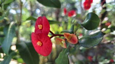 Bereketli Yeşil Yapraklı Tropikal Dikenli Kırmızı Taç (Euphorbia milii)