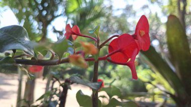 Parlak Kırmızı Euphorbia Milii (Dikenli Taç) Doğal Bahçe Işığı Çiçekleri