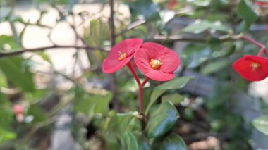 Dikenli Kırmızı Taç Çiçekleri (Euphorbia milii) Narin Çiçekleri Gösteriyor