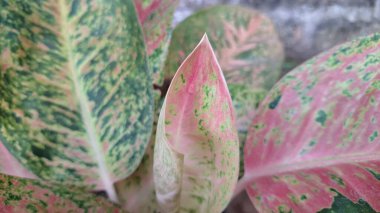 İç dekorasyon için pembe, yeşil ve beyaz yapraklı renkli Aglaonema ve Caladium yaprakları
