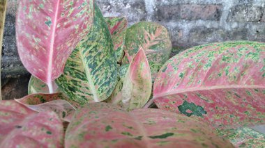 Aglaonema ve Caladium gibi, tropikal ev dekorları ve botanik tasarım temaları için ideal, koyu pembe ve yeşil desenli egzotik ev bitkilerinin renkli yaprakları.