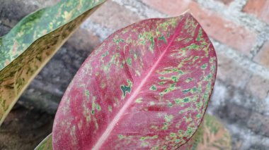 Canlı pembe, yeşil ve beyaz yapraklı Aglaonema ve Caladium 'un tropikal yaprakları dekoratif iç mekanlar ve hava arındırma amaçlı popüler iç bitkiler.