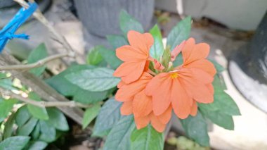 Tropikal şeftali firecracker çiçekleri (Crossandra infundibuliforis), canlı renkleri koyu yeşil yapraklarla uyumsuzdur.