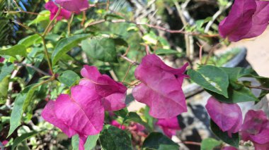 Beyaz ve Pembe Varyasyonlu Bougainvillea Glabra Çiçekleri Güneş Işığı Tropikal Kağıt Fabrikası Kapalı Kapalı Bölgede Çiçek Açar