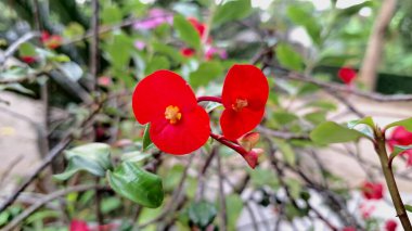 Dikenli Kırmızı Taç Çiçekleri (Euphorbia milii) Güneş Işığı Detaylarında Çiçek açıyor