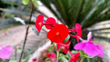 Dikenli kırmızı taç (Euphorbia milii) keskin odak noktasında, onların narin ve canlı güzelliklerini ortaya çıkarır..