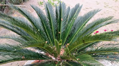 Doğal, Orman ve Çevre Tarzı Tasarımı İçin Parlayan Yeşil Palmiye Önlerinin Soyut Arkaplanı Cycas Revoluta Yaprakları