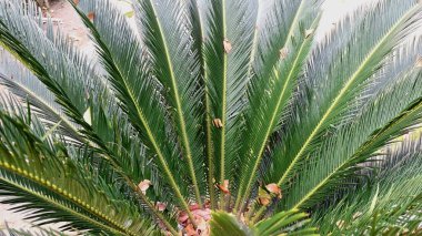 Cycas Revoluta Santrali 'nden Palm Leaf Deseni, Canlı Doğal Çizgiler ve Yazdırma ve Web Kullanımı için Tropik Yaprak Arkaplanı