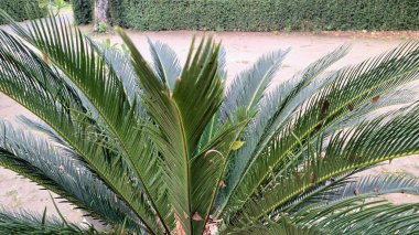 Sago Palm Leaves Macro Görünümü Işıldayan Yeşil Broşürler, Özgeçmiş, Doğa Baskıları ve Organik Tasarımlar İçin İdeal
