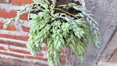 Yeşil İzleme Sulu: Kapalı Bahçe ve Eşsiz Botanik Kavramları İçin Eşeğin Kuyruk Bitkisi