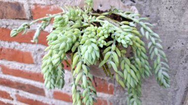 Mimari Lezzetli Güzellik: Sedum morganianum, Modern İçişlerinin Eşsiz İzleme Tesisi