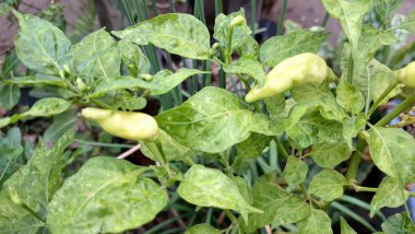 Hem yeşil hem de kırmızı biberli bir dala yakın çekim yapmak, aynı bitkinin olgunlaşmasını gösteriyor..