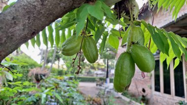 Averrhoa Bilimbi Meyve Kümesi Ağaç, Ekşi ve Ekşi Tropikal Salatalıklı Açık Bahçe Meyvesi