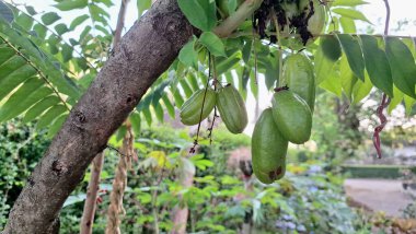 Ağaç Gövdesi 'nde Averrhoa Bilimbi Meyvesi ve Kırmızı Çiçekler, Ekzotik Ekşi Salatalık Ağacı Mutfak Meyveleri İçin Tropikal Meyve