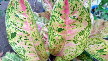 Pembe ve yeşil desenli renkli Aglaonema ve Caladium yaprakları, kapalı alan dekorasyonu ve süs bitkileri aşıkları için verimli tropikal yapraklar.