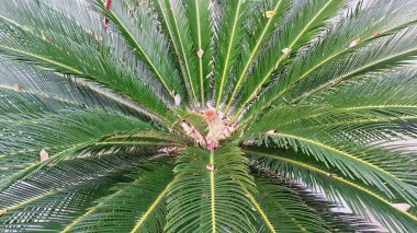Yeşil Cycas Revoluta Palm Yaprakları 'nın Yakın Çekimi Doğal Doku ve Güneş Işığı Arkaplanı, Tropikal ve Botanik Temalar İçin Mükemmel
