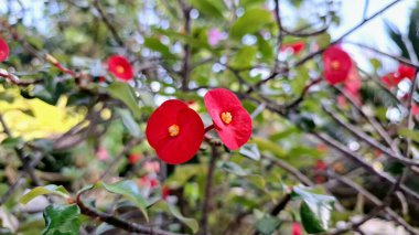 Canlı kırmızı Euphorbia milii (Dikenli Taç) çiçeklerinin yakın çekimi, tropikal doğanın sanatsal sanatının güzel bir göstergesidir..