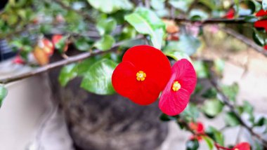 Parlak kırmızı dikenli taç çiçek (Euphorbia milii) canlı çiçek, doğal güneş ışığı altında narin çiçek ayrıntıları sergilenir.