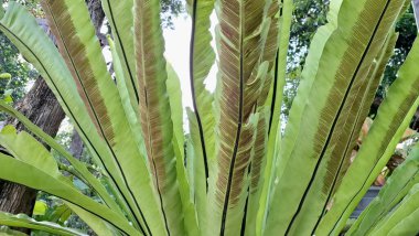 Tropikal Asplenium nidus Bird 's Nest Eğreltiotu Yaprak Makro Sorus Deseni ve Dekoratif Yuvarlak Yaprak Düzenleme