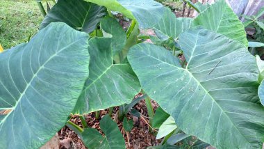 Yeşil yapraklı taro bitkisi Colocasia esculenta tropikal ortamda bitkisel ilaç botanik tarımı ve sürdürülebilir tarım görselleri için kullanılır.