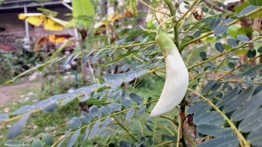 Beyaz Sesbanya 'nın Macro Fotoğrafı Büyük Çiçek Tropikal Yenilebilir Bitki Geleneksel Asya Tabaklarında Popüler Bitki Özellikleriyle