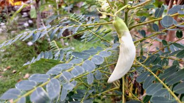 Susbania Grandiflora 'nın Asılan Beyaz Çiçekleri Katurai olarak bilinen Yenilebilir Bitki veya Asya Yemek ve İyileştirme Ülkelerinde Agati