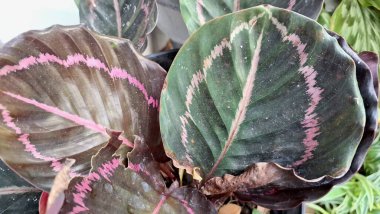 Calathea Roseopicta 'nın Güzel Yaprakları Yeşil Yapraklar Üzerine Pembe ve Mor desenleri Vurguluyor