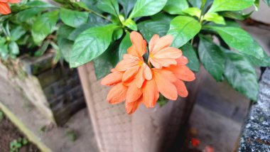 Canlı turuncu Firecracker Flowers 'ın (Crossandra infundibuliforis) doğal ışık altında güzel bir şekilde çiçek açarak benzersiz formlarını gösterirler.