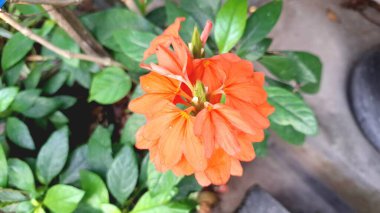 Parlak şeftali rengi Fişek Çiçekleri (Crossandra infundibuliforis) tropikal bir ortamda yemyeşil yaprakların arasında narin çiçekleri ortaya çıkarır.