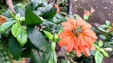 Şeftali Fişeği Çiçekleri (Crossandra infundibuliforis) çiçek açıyor, canlı portakal çiçekleri sergiliyor ve yeşil yapraklarla açan tropikal şeftali Crossandra 'nın yakın plan detaylarını gözler önüne seriyor.