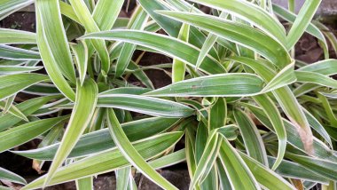 Beyaz Çizgili Yemyeşil Örümcek Yaprağı: Ev ve Ofis Alanlarında Doğal Dekorasyon ve Hava Arındırma İçin Popüler Kapalı Ev Bitkisi (Chlorophytum comosum)