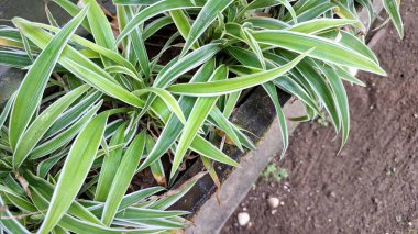 Canlı Yeşil ve Beyaz Örümcek Yaprakları: Doğal ve Kolay Ev Dekorasyonu için Düşük Bakımlı Ev Bitkisi (