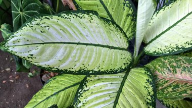 Dieffenbachia Seguine Yaprak, Krem ve Yeşil Yaprak Dekoratif Doğa Duvar Kağıdı ve Bahçe Teması Arka planı için Dumbcane Bitkisi