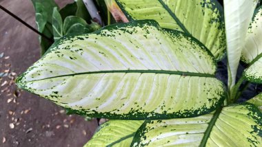 Dieffenbachia Seguine Dumbcane Leopar Yaprağı Krem Çizmeli, Yeşil Tropikal Bitki Yaprağı Doğal Duvar Kağıdı veya Arkaplan Tasarımı