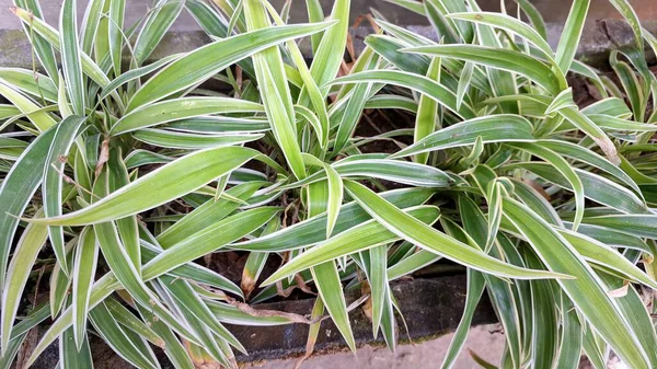 Hava Arındırıcı Örümcek Bitkisi (Chlorophytum comosum): Ayırt edici Beyaz Kenarlı Yaprakları, Sürdürülebilir Ofis ve Yeşillik İçin İdeal