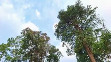 Mavi Gökyüzüne Karşı Rüzgarlı Orman Ağaçları, Manzaralı Açık Hava Seyahati ve Hareket Eden Yapraklar ve Turizm ve Manzara Projeleri Dinamik Atmosferli Doğa Videosu