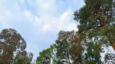 Şiddetli Rüzgarda Titreyen Orman Ağaçları, Mavi Gökyüzü ile Doğal İklim Değişikliği, Çevresel Farkındalık ve Eğitim Projeleri Videosu