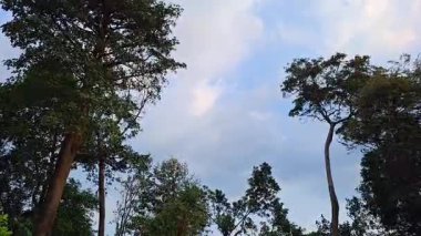 Bulutlu Gök Altında Güçlü Rüzgâr Ağaçları Esiyor, Sallanan Yaprakların Doğal Hava Görüntüsü ve İklim ve Belgesel Videoları İçin Fırtınalı Atmosfer