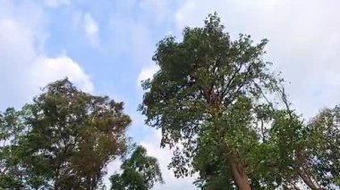 Mavi Gök ve Beyaz Bulutlar Altında Rüzgarda Yavaşça Yürüyen Uzun Ağaçlarla Sakin Doğanın Arkaplanı Meditasyon ve Orman Projeleri İçin Rahatlatıcı Orman Videosu