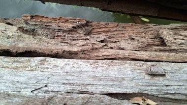 Tahta, Böcek ve Ahşap Çürümesi Araştırmaları, Tahta Hasarı Bilimsel Örnekleri