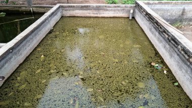 Yosun ve yapraklarla kaplı beton gölet, genellikle balık çiftçiliği ya da su kültüründe kullanılır. Göl bakımı, su yönetimi ve tarım uygulamalarını temsil eder.