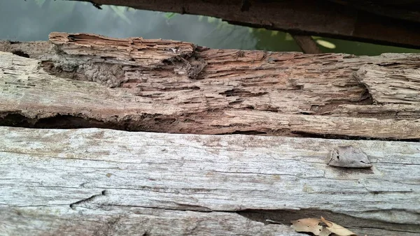 Tahta, Böcek ve Ahşap Çürümesi Araştırmaları, Tahta Hasarı Bilimsel Örnekleri